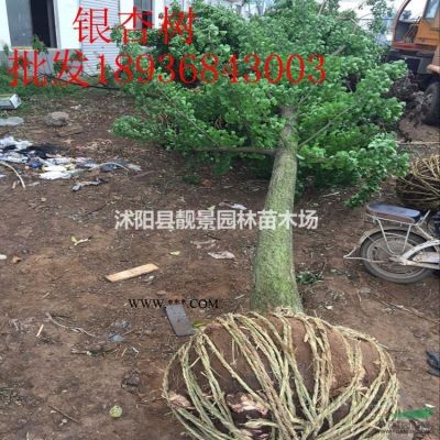 美国红枫多少钱一棵，美国红枫哪里有买，美国红枫基地在哪里？