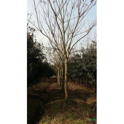 12-15公分美国红枫 美国红枫价格 美国红枫上车价