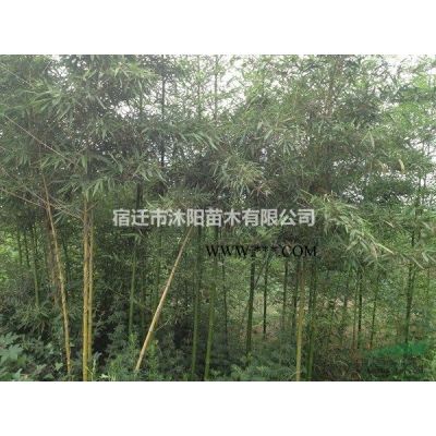 马褂木价格_马褂木图片_马褂木产地_马褂木绿化苗木苗圃基地