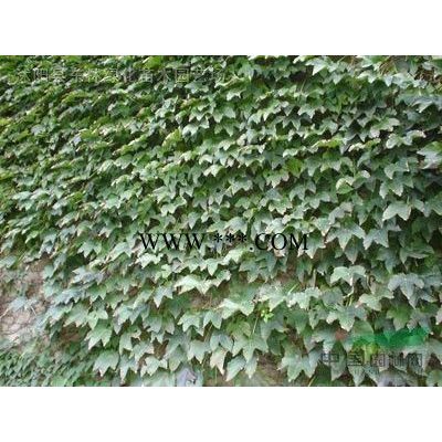 供马褂木价格_马褂木图片_马褂木产地_马褂木绿化苗木苗圃基地