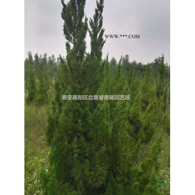 紫薇树，泰安紫薇报价，独杆紫薇基地现货供应