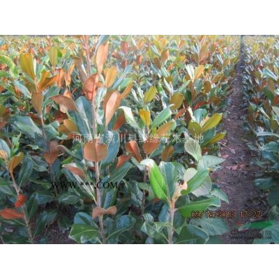 河南紫薇价格，丛生紫薇产地，8公分紫薇价格，紫薇图片