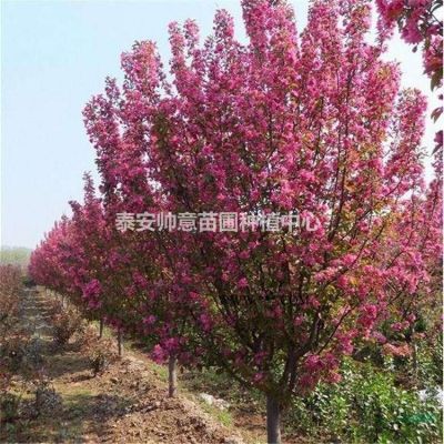 3到12公分的红枫上市了， 红枫图片， 红枫图片，红枫种植户