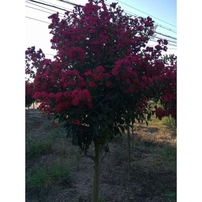 优质苗速生红花紫薇3-4公分5000棵