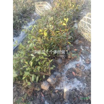 6公分红枫批发价格.哪里有6公分红枫出售.3-6公分红枫一手