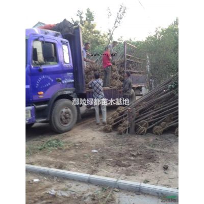 绿都苗木基地出售七叶树，夹竹桃，马褂木，蔷薇，棕榈，独干石楠