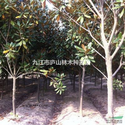 供应马褂木种子_批发鹅掌楸种子