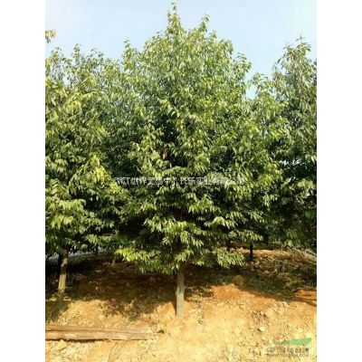 红枫小苗D2,20；D3,30；D4cm,50