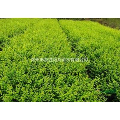 山东青州紫薇基地丛生紫薇独杆紫薇现货供应