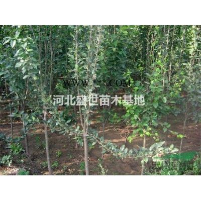 河北红枫报价哪里*好红枫价格