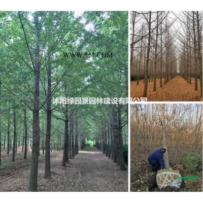 红叶李哪里便宜/沭阳绿园景园林/基地直销/产地价格/图片