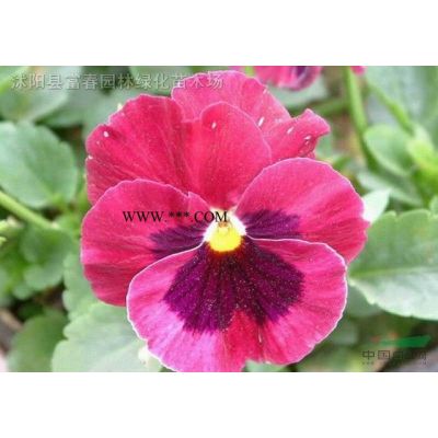 紫薇、紫薇苗、紫薇基地、沭阳紫薇