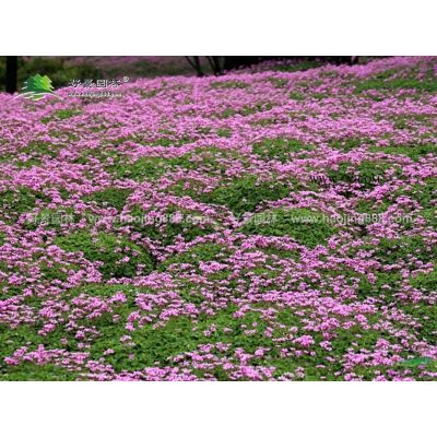 栾树价格_栾树图片_栾树产地_栾树绿化苗木苗圃基地