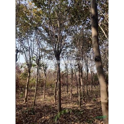 大量供应黄山栾树 南栾 栾树小苗多少钱一株 价格表图片