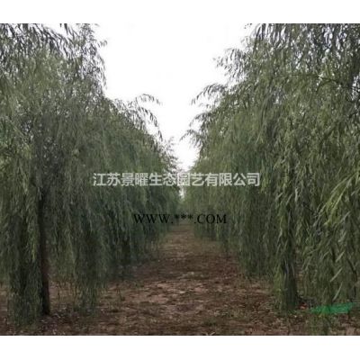 江苏景曜生态苗木基地/供应紫叶李、红叶李、太阳李/图片/价格