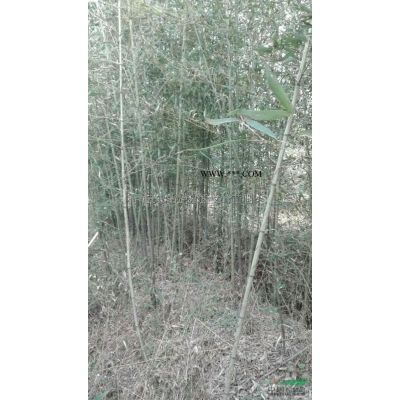 池杉 水杉 垂柳 青枫 红枫 栾树 紫薇 红叶李 白玉兰