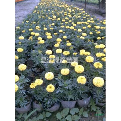 成都低分枝红叶李种植基地