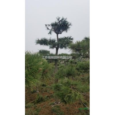 江苏栾树