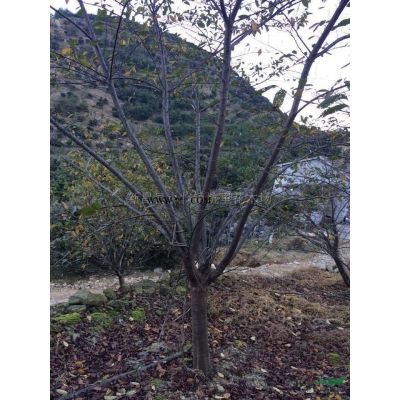 红叶李2图片\红叶李2报价