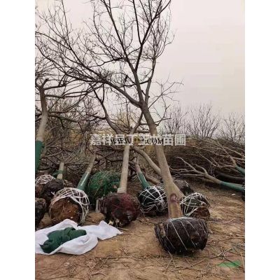 红叶李价格 10-12公分红叶李产地