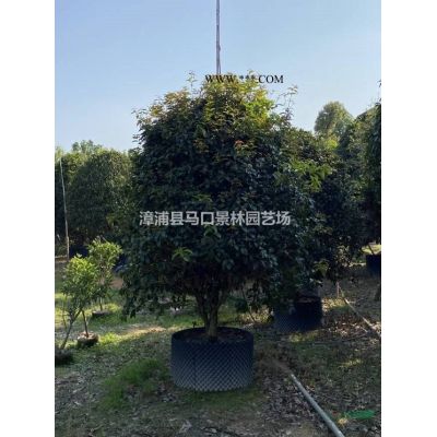 如果需要采购台湾栾树的可以到福建漳州 这是今天基地实拍的台湾