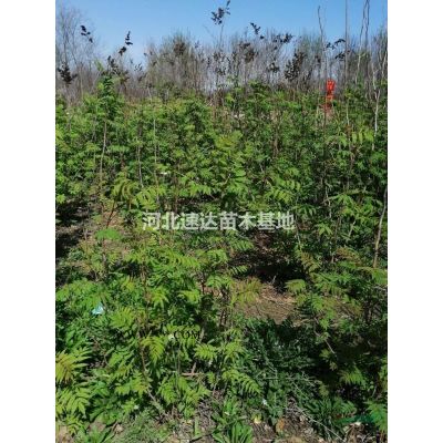 国槐平头两年冠，栾树平头两年冠，旱柳平头两年冠