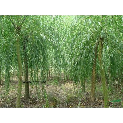 信阳市潢川县栾树出售批发价格