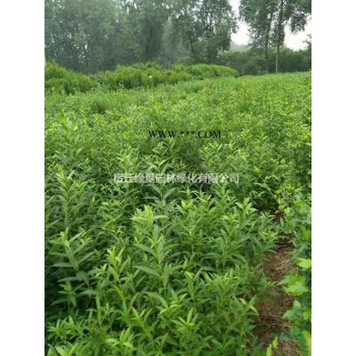 江苏红榉 红榉价格 江苏榉树基地直销
