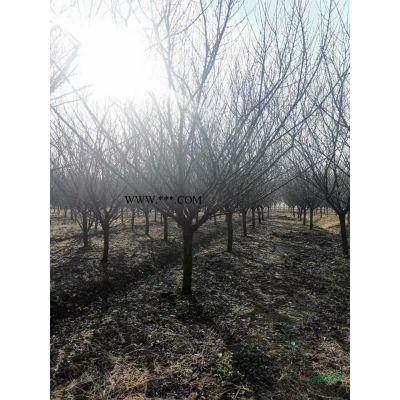 浙江直销榉树基地 南方浙江榉树哪里多 榉树报价