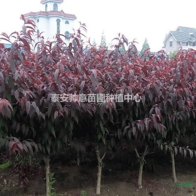 *新特价[苗木]栾树图片