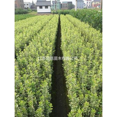 大小规格无患子 江苏无患子 无患子价格基地