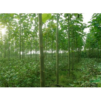 大量供应红榉_榉树苗木