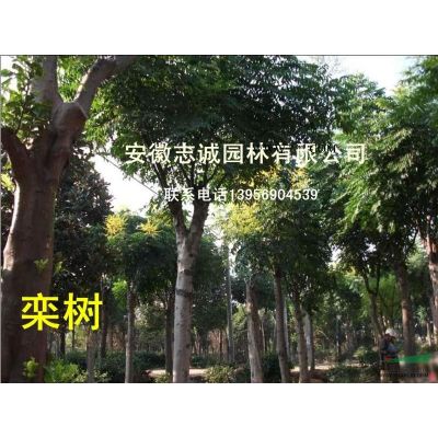 丛生木槿，丛生腊梅，皂角,国槐,红花继木球，海桐球，无患子，