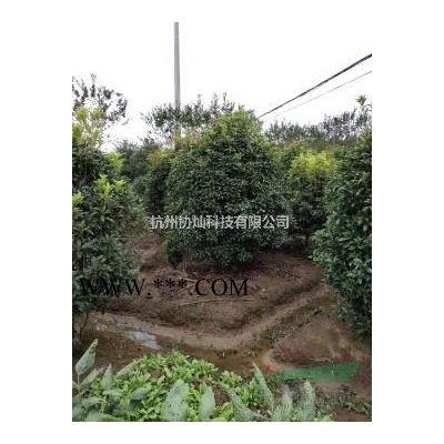 供应精品大规格无患子14-35公分出售