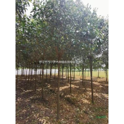 丛生红榉价格　红榉　红榉树　丛生红榉行情　丛生红榉产地　成都红榉　四川红榉树　丛生红榉基地　丛生红榉