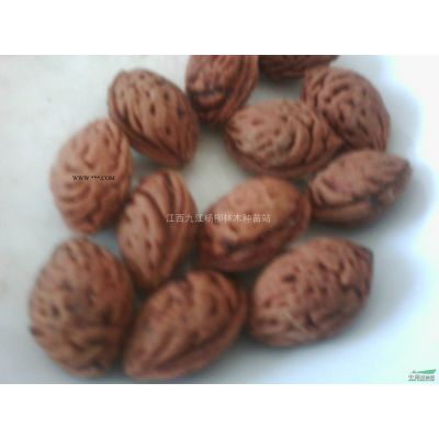 榉树小苗 红榉树小苗价格多少钱一棵 榉树小苗产地供货价格
