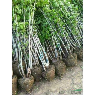 金叶榆、白腊、合欢、杨树、水杉、榆树、无患子、紫叶李、木槿