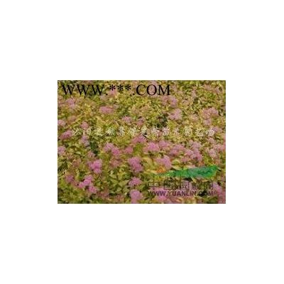 江苏地区供应4-10公分樱花