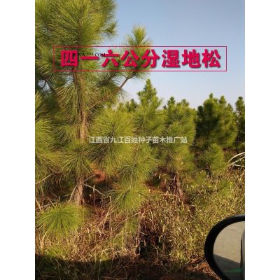 8公分樱花图片/8公分樱花报价