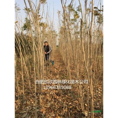 供应移栽容器丛生朴树60-200公分高8-15米，单杆朴树移栽20-70..