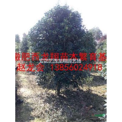 安徽丛生朴树、肥西丛生朴树价格、合肥丛生朴树、原生朴树