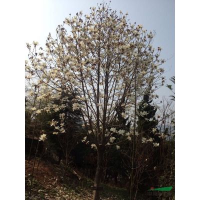 宁波地区供应3-15公分樱花 樱花价格便宜规格*