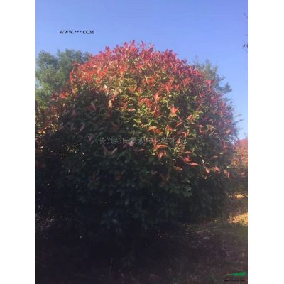 浙江丛生朴树3介绍