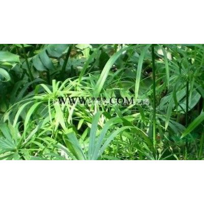 浙江浙江榉树 朴树 无患子信息