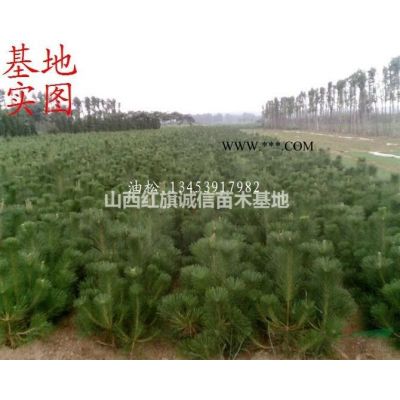 山西运城供应3公分4公分樱花树苗价格 5公分6公分樱花树哪里多