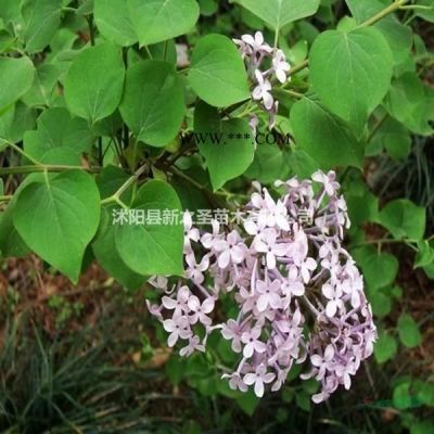 园林绿化苗木--朴树丛生朴树批发