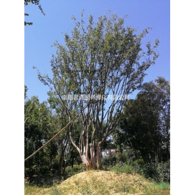 供应15-30公分银杏
