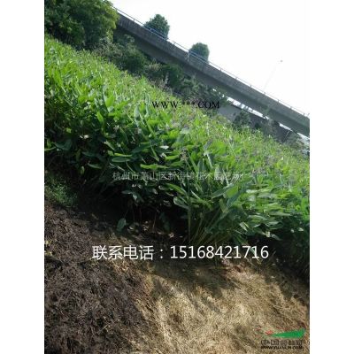 供应杜英、梓树、小叶女贞、雪松、蜀桧、地柏等