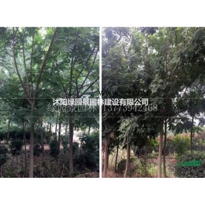 沭阳绿园景园林苗木基地供应/美国红火球紫薇/图片/直销/价格