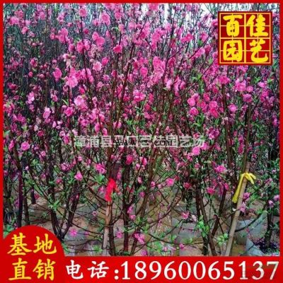 福建大叶紫薇信息